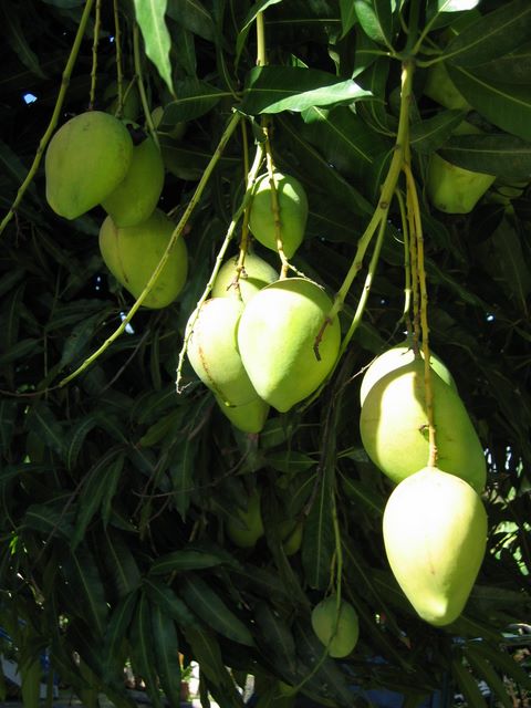 Almost Mango season, Fajardo, Puerto Rico