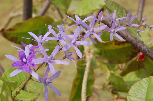 Flower in garden at Spanish Wells, Bahamas