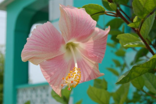 Hibiscus in Spanish Wells, Bahamas