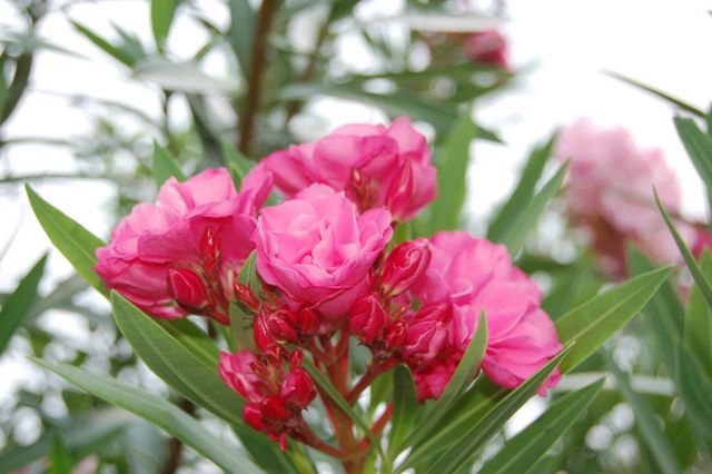 Flower in Spanish Wells, Bahamas