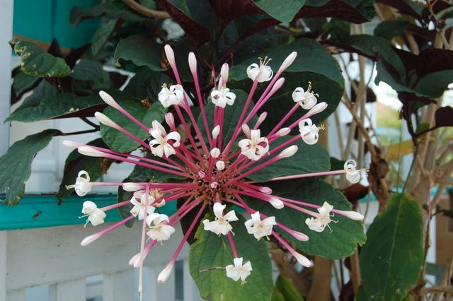 Flower in Spanish Wells, Bahamas