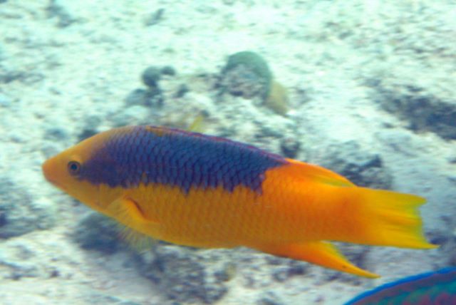 Spanish Hogfish