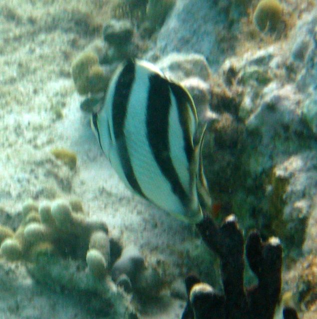 Banded Butterflyfish