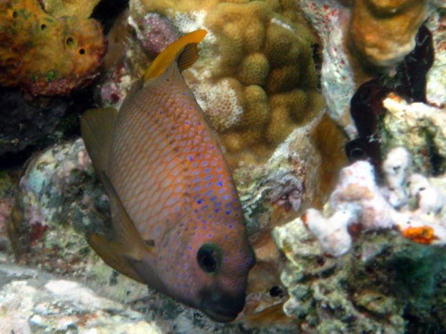 Spanish Hogfish