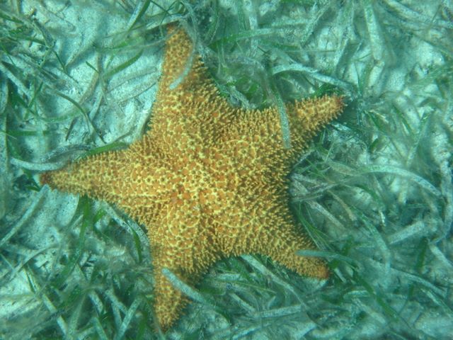 Starfish