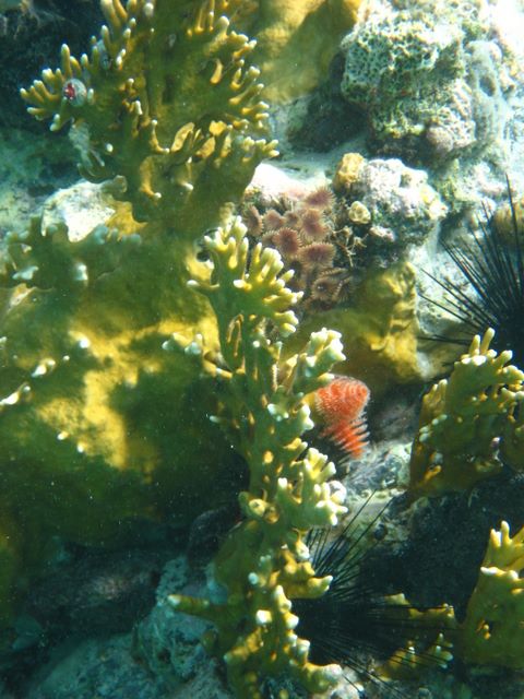 Coral and Christmas Tree worms