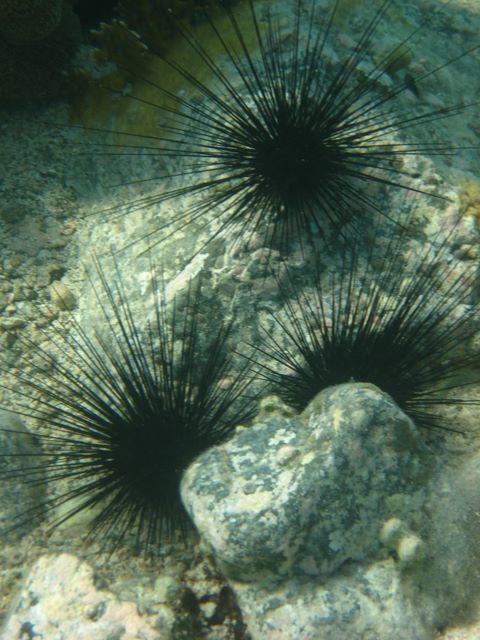 Sea Urchins