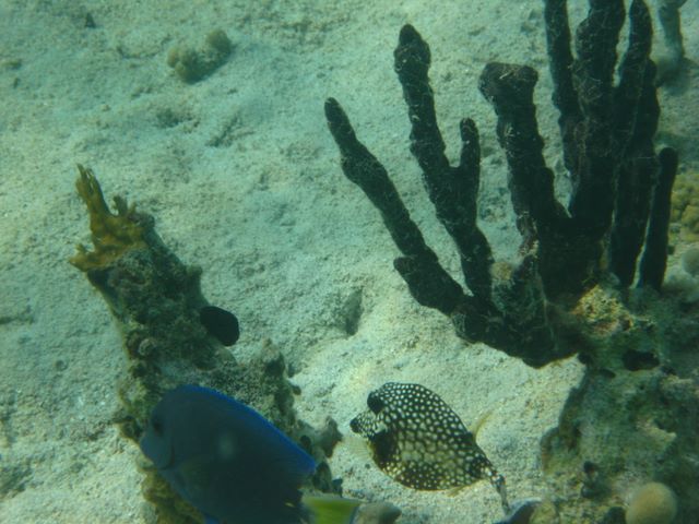 Blue Tang and Trunkfish