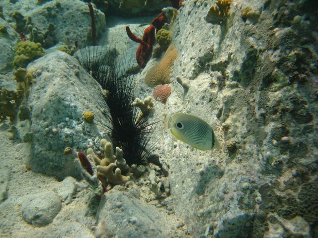 Four Eye Butterflyfish