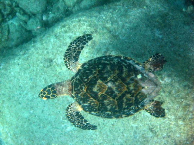 Hawksbill Turtle