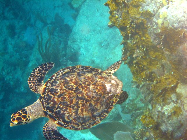 Hawksbill Turtle