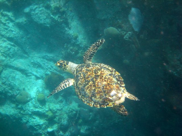 Hawksbill Turtle