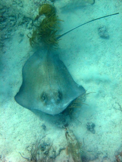 stingray