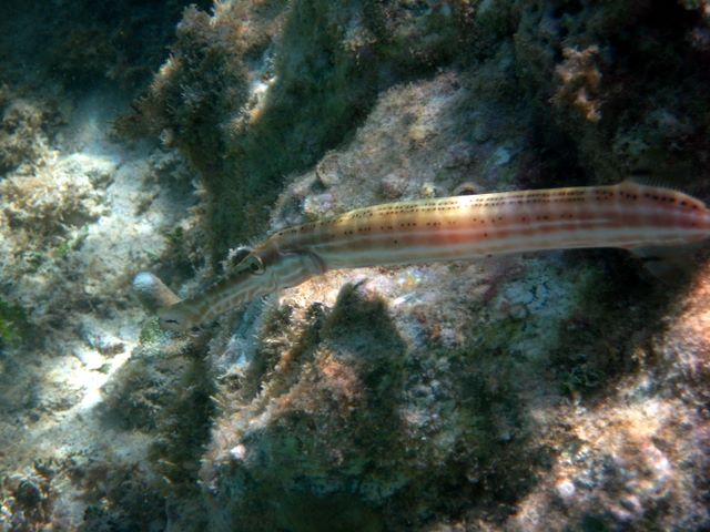 Trumpetfish