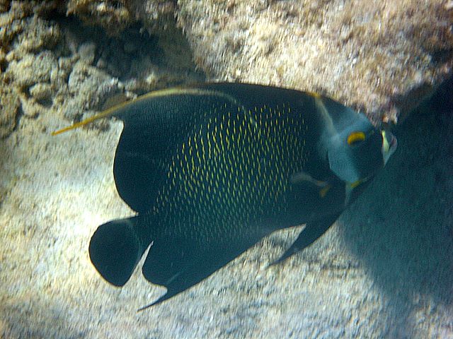 French Angelfish