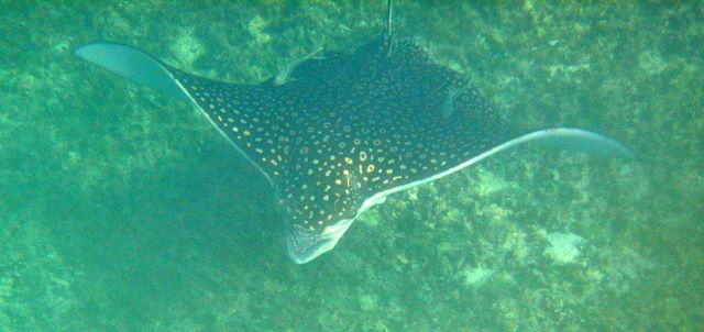 Spotted Eagle Ray with Remora