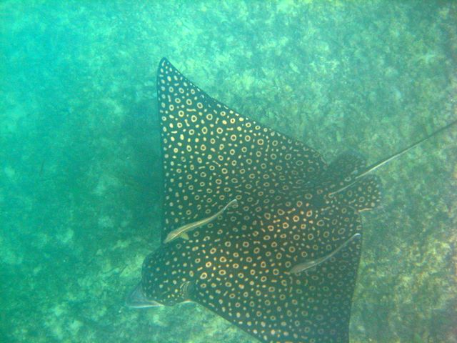 Spotted Eagle Ray with Remora