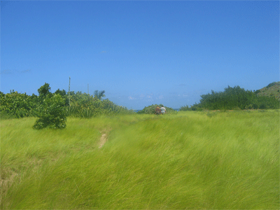 Great Bird Island, Antigua