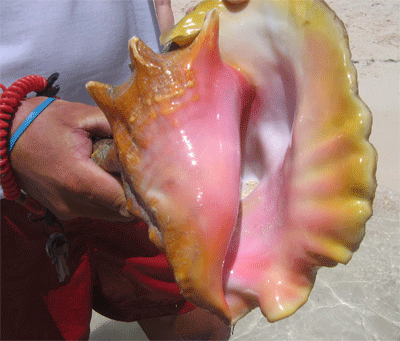 Conch shell on the beach at Great Bird Island