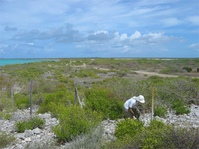 Susie before the  "road of sorts " "Road of Sorts ", Barbuda