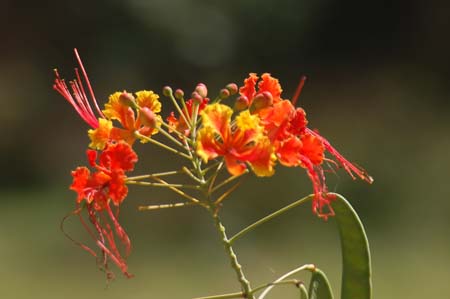 Flowers, Bequia, SVG