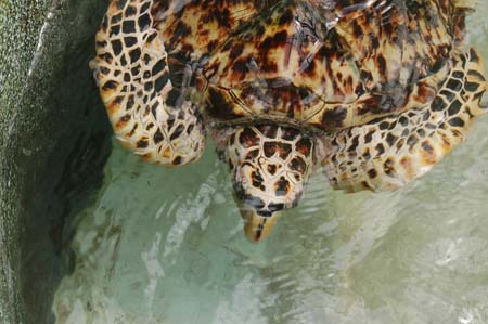 Turtle at the Turtle Sanctuary, Bequia, SVG