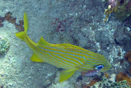 Snorkeling in the Saints is fabulous with very clear wate