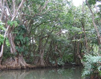 Indian River, Dominica