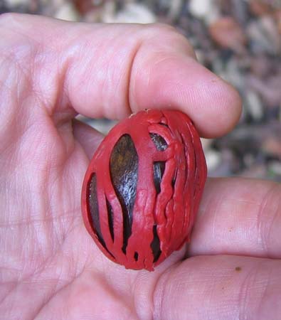 Closeup of nutmeg