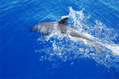 Dolphin, Turks and Caicos