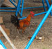 Rooster in the boatyard