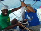 The boys catch a spanish mackerel
