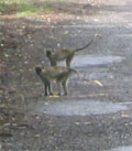 Monkeys in St. Kitts