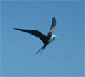 Frigate Bird