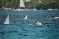 Model Boat Racing Bequia