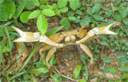 Crab defending his turf on Tobago 
