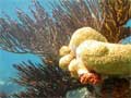 Soft Coral at Norman Island, BVI 