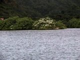 An Egret tree 