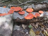 Fungus at Ile a Cabrit,, Guadeloupe