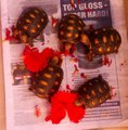 Baby turtles dining on Hibiscus blooms